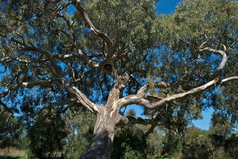 Holey Plains State Park - Holiday Find 0