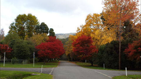 Jamieson Significant Trees - Holiday Find 1