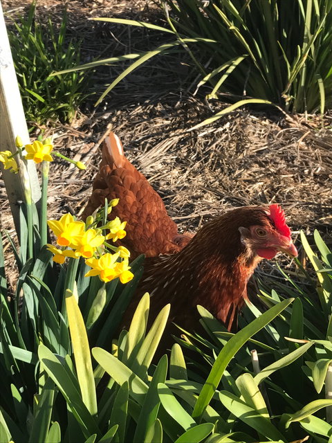 Lessismore Farm Afternoon Farmer - Holiday Find 2