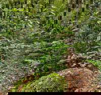 Red Cedar Loop - Holiday Find