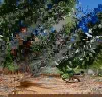 Scorpion Trail Kalamunda Mountain Bike Trails - Holiday Find