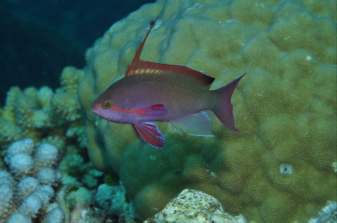 Around The Bend Dive Site - Holiday Find 1