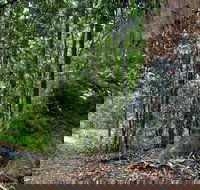 Blue Gum loop trail - Holiday Find