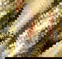 Blue Gum Hills Regional Park - Holiday Find