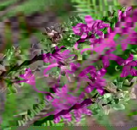 Cassinia Walking Track - Holiday Find