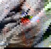 Cumberland State Forest - Holiday Find