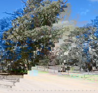 Giant Gum Tree - Holiday Find