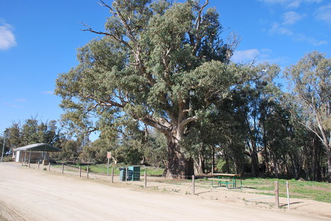 Giant Gum Tree - Holiday Find 0