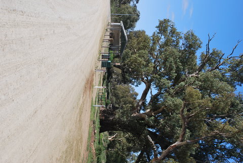 Giant Gum Tree - Holiday Find 1