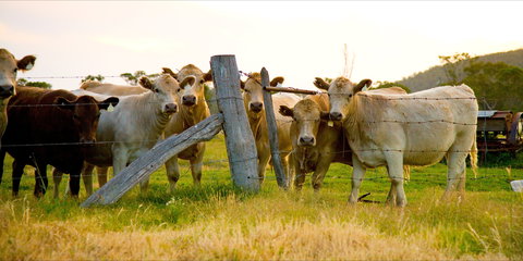 Maclagan - Holiday Find 1