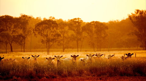 Maclagan - Holiday Find 2