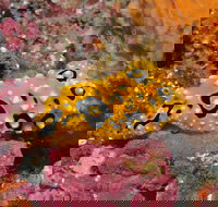 Magic Mountain Dive Site - Holiday Find