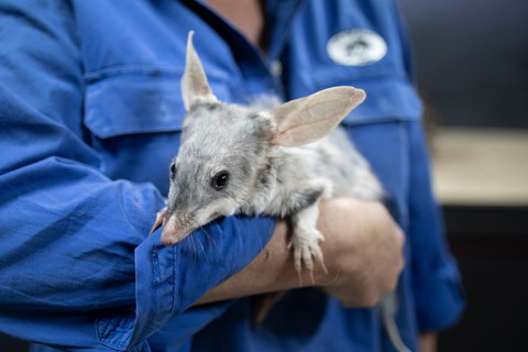 Matilda Way - Holiday Find 2