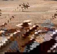 Monarto Safari Park - Holiday Find