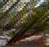 Myrtle Scrub Scenic Drive - Holiday Find