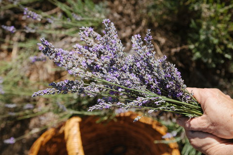 Nannup Lavender Farm - Holiday Find 2