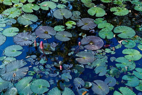 Pine Creek Water Gardens - Holiday Find 0