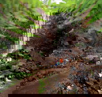 Queen Mary Falls circuit Main Range National Park - Holiday Find