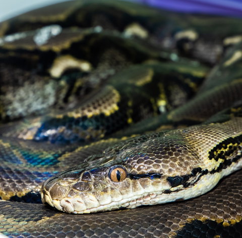 Serpentarium Wildlife Park Tasmania - Holiday Find 1