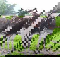 The Good Samaritan Donkey Sanctuary - Holiday Find