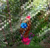 TreeTop Challenge - Sunshine Coast - Holiday Find