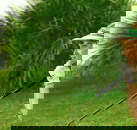 Whitsunday Green Club Golf - Holiday Find