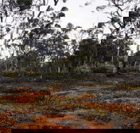 Woylie Walk Dryandra Woodland - Holiday Find