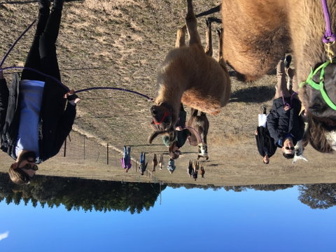 Alpaca Magic Stud - Holiday Find 1