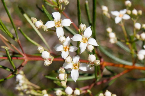 Banksia Track, Burrum Coast National Park - Holiday Find 2