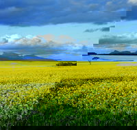 Borden - Holiday Find