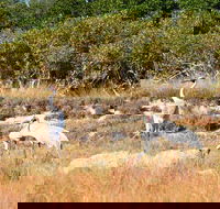 Cape Keraudren Nature Reserve - Holiday Find