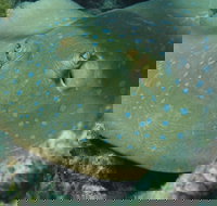 Fitzroy Island Dive Site - Holiday Find