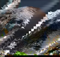 Gorge Wildlife Park - Holiday Find