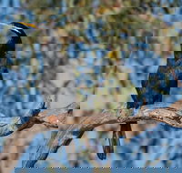 Greenough River Nature Trail - Holiday Find