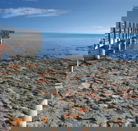 Hamelin Pool Stromatolites - Holiday Find