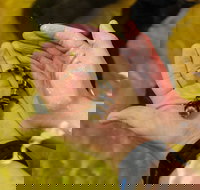 Irukandji Shark and Ray Encounters - Holiday Find