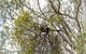Koala Spotting Narrandera - thumb 1