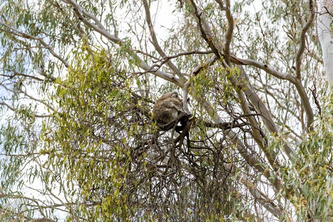 Koala Spotting Narrandera - Holiday Find 1