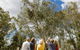 Koala Spotting Narrandera - thumb 2