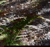 Langwarrin Flora and Fauna Reserve Walking Trails - Holiday Find