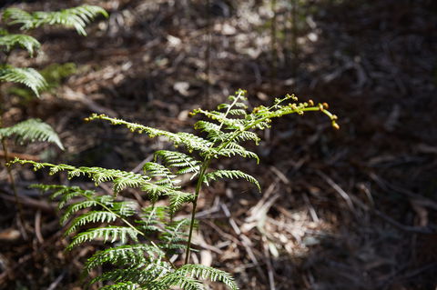 Langwarrin Flora And Fauna Reserve Walking Trails - Holiday Find 0