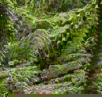 Lyrebird Walking Track - Holiday Find