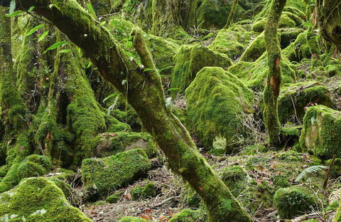 Lyrebird Walking Track - Holiday Find 0