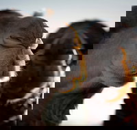 Outback Camel Festival Trail - Holiday Find