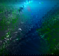 Piccaninnie Ponds Conservation Park - Holiday Find