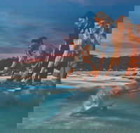 Tangalooma Wild Dolphin Feeding