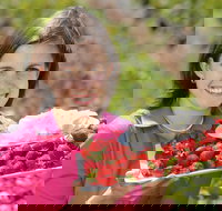 The Super Strawberry - Holiday Find