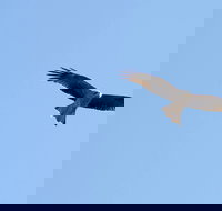 Yanga Lake Red Gum Bird Hide - Holiday Find