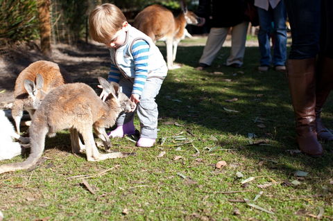 Animals And Family Fun - Holiday Find 1