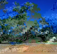 Comet - Holiday Find